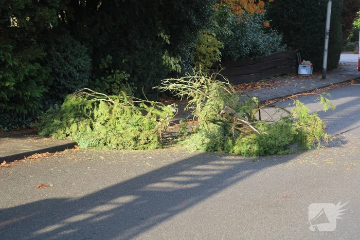 Brandweer zaagt loshangende takken uit boom
