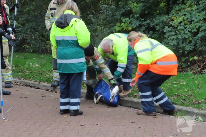 Brandweer redt zwaan uit sloot