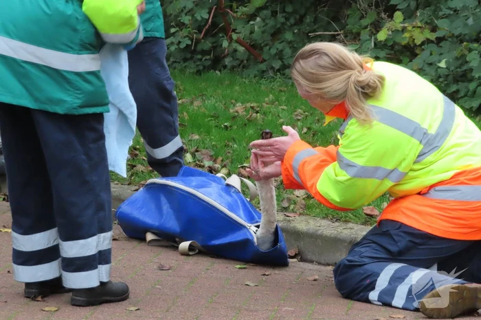 Brandweer redt zwaan uit sloot