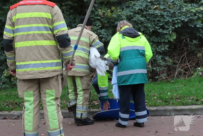 Brandweer redt zwaan uit sloot