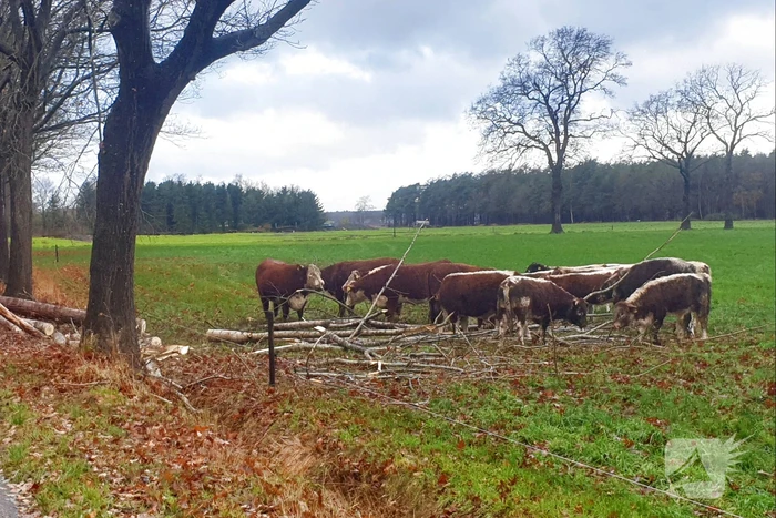 Weg geblokkeerd door omgevallen boom