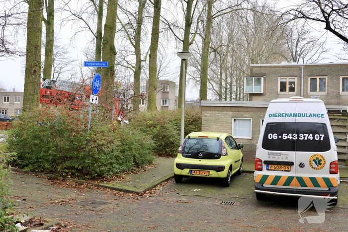 Kat vlucht dak op voor brandweer