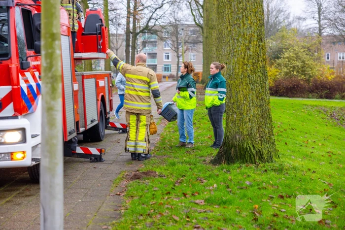 Kat vlucht dak op voor brandweer