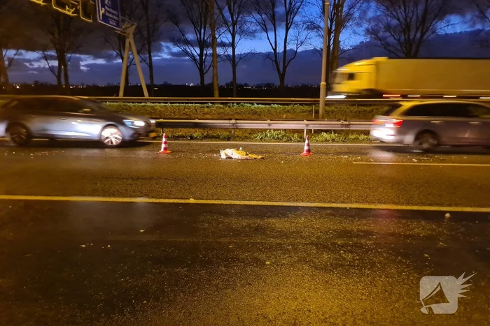 Zwaan aangereden op snelweg