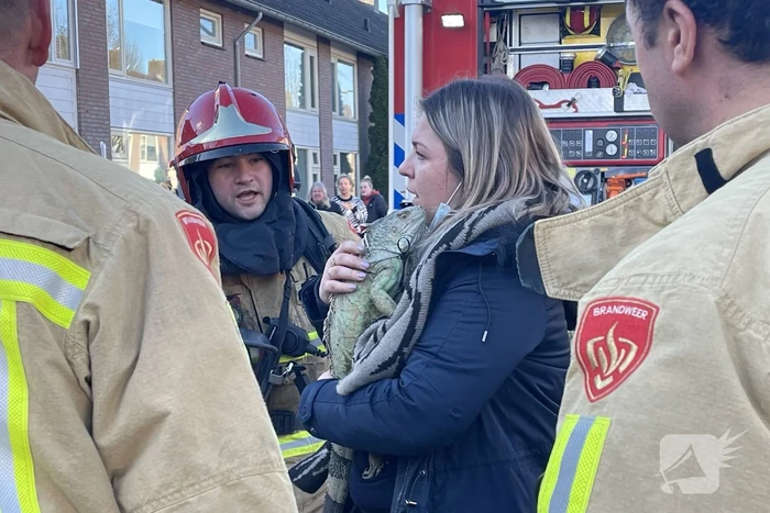 Brandweer blust brand in terrarium