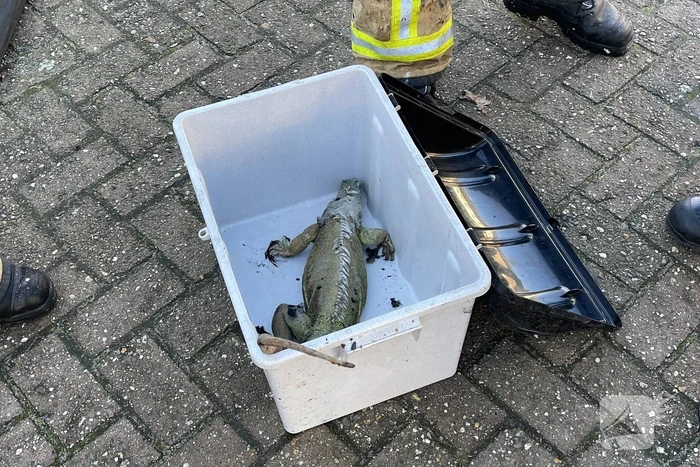 Brandweer blust brand in terrarium
