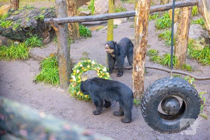 Kerstkransen voor Siberische tijgers in dierenpark