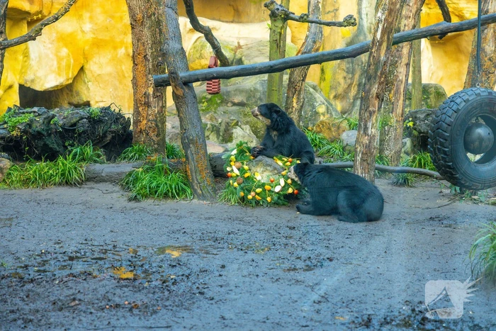 Kerstkransen voor Siberische tijgers in dierenpark