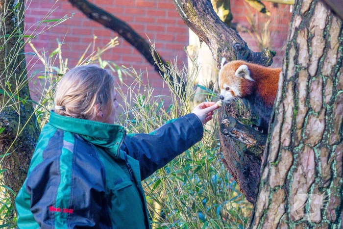 Kerstkransen voor Siberische tijgers in dierenpark