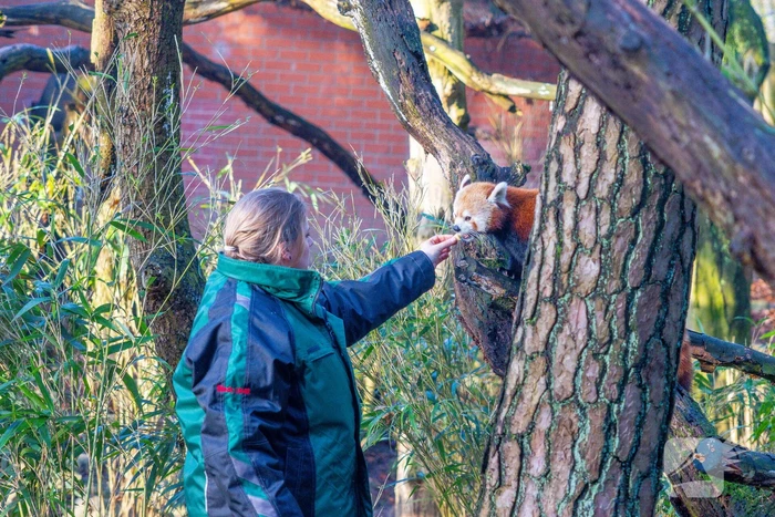 Kerstkransen voor Siberische tijgers in dierenpark