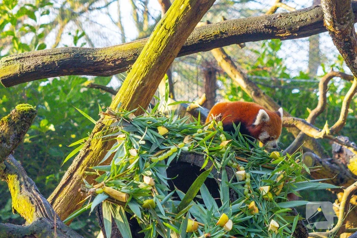 Kerstkransen voor Siberische tijgers in dierenpark