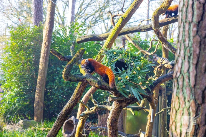 Kerstkransen voor Siberische tijgers in dierenpark