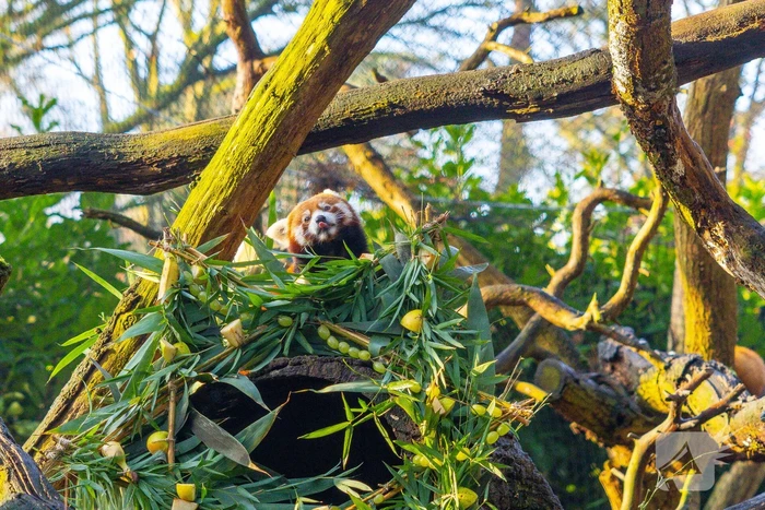 Kerstkransen voor Siberische tijgers in dierenpark
