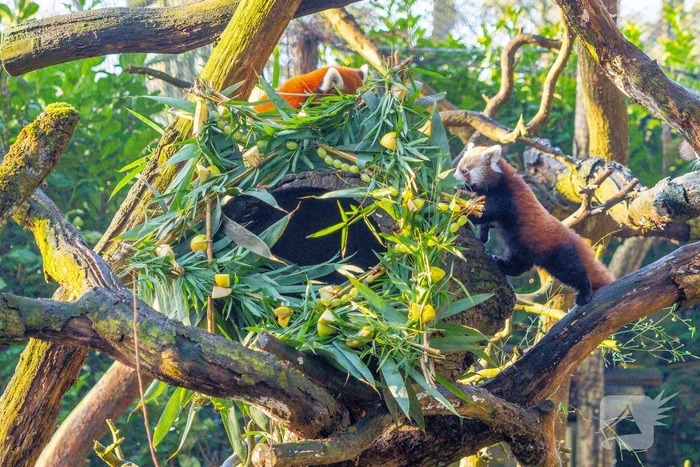 Kerstkransen voor Siberische tijgers in dierenpark