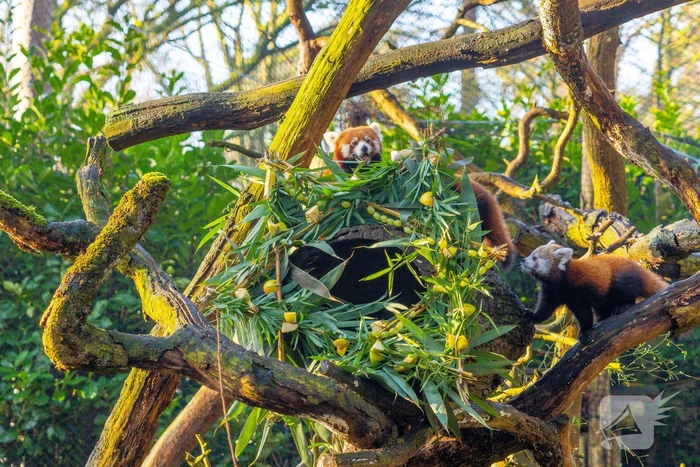 Kerstkransen voor Siberische tijgers in dierenpark