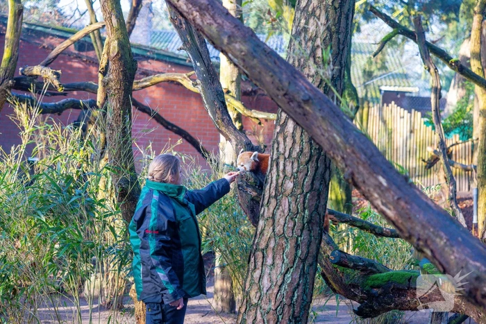 Kerstkransen voor Siberische tijgers in dierenpark
