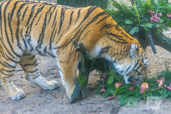 Kerstkransen voor Siberische tijgers in dierenpark