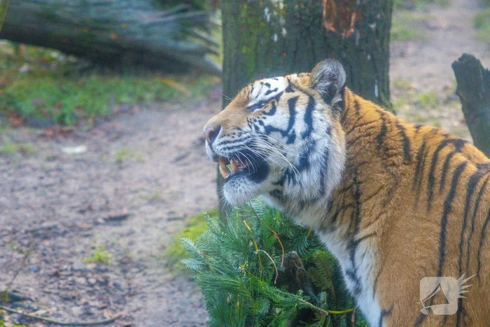 Kerstkransen voor Siberische tijgers in dierenpark