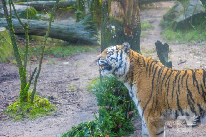 Kerstkransen voor Siberische tijgers in dierenpark