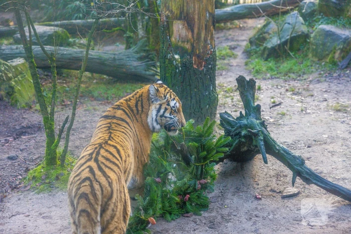 Kerstkransen voor Siberische tijgers in dierenpark