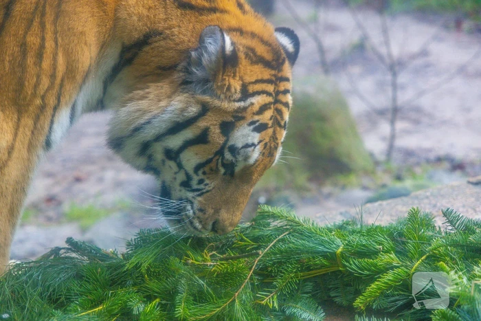 Kerstkransen voor Siberische tijgers in dierenpark