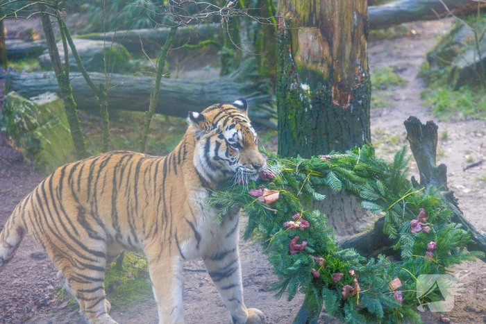 Kerstkransen voor Siberische tijgers in dierenpark