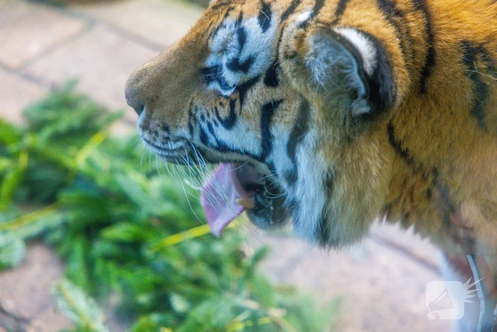 Kerstkransen voor Siberische tijgers in dierenpark