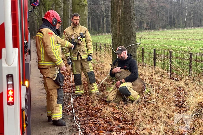 nieuws fazantweg elsendorp