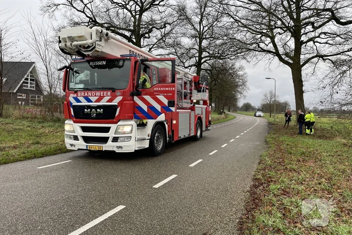 Brandweer redt kat uit een boom