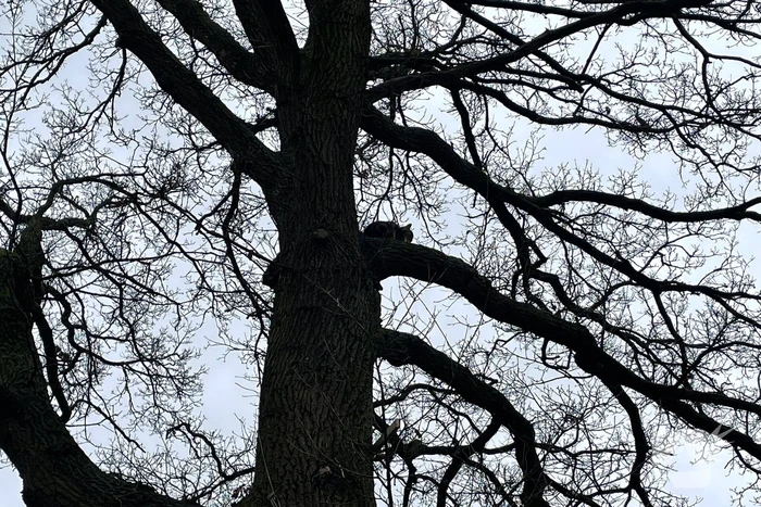 Brandweer redt kat uit een boom