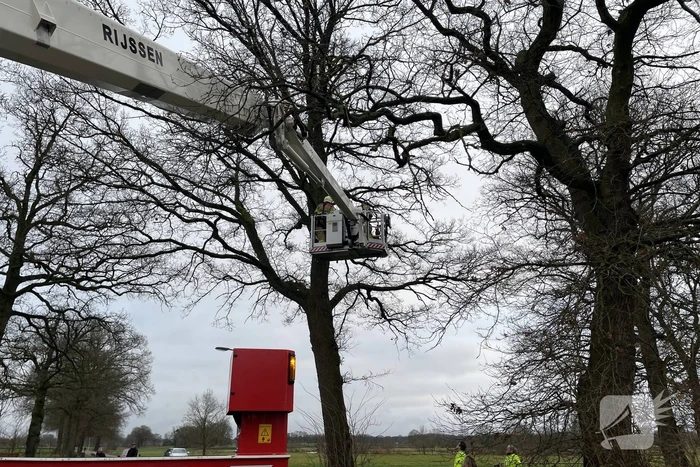 Brandweer redt kat uit een boom