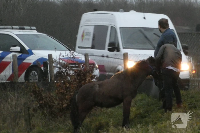Paard zorgt voor afsluiting van snelweg