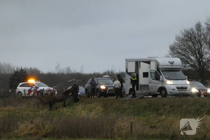 Paard zorgt voor afsluiting van snelweg
