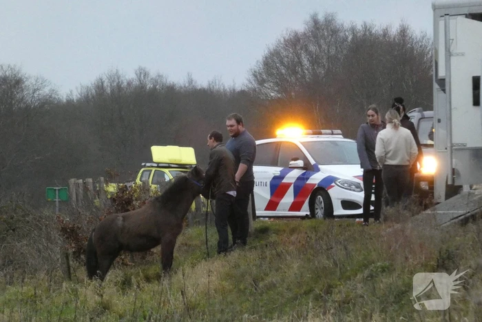 Paard zorgt voor afsluiting van snelweg