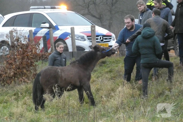 Paard zorgt voor afsluiting van snelweg