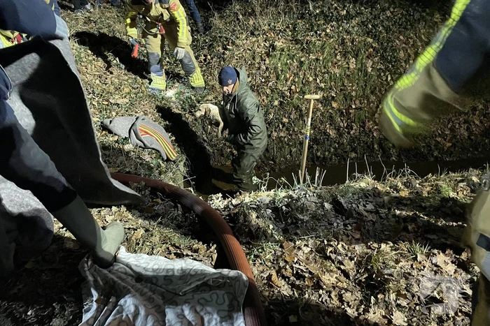 Brandweer bevrijdt hond uit buis