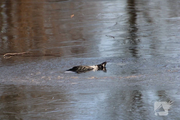 Brandweermannen halen overleden kat uit het water