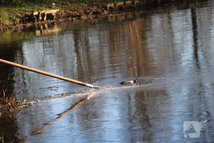 Brandweermannen halen overleden kat uit het water