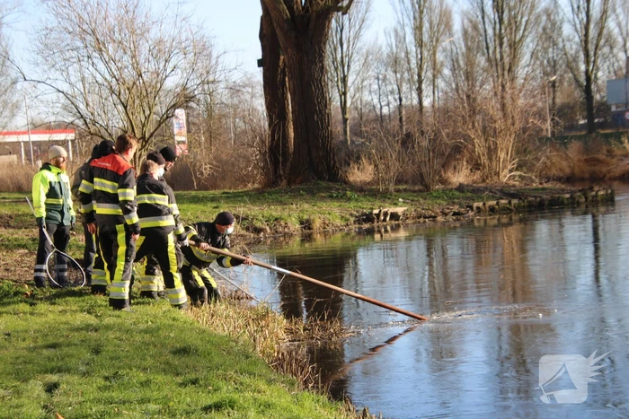 Brandweermannen halen overleden kat uit het water