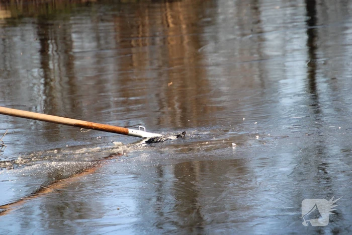 Brandweermannen halen overleden kat uit het water