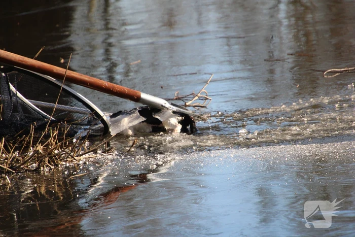 Brandweermannen halen overleden kat uit het water