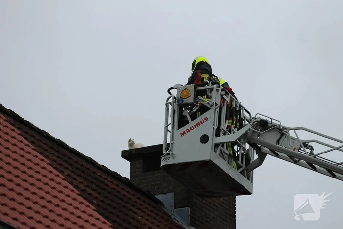Kat vast op schoorsteen