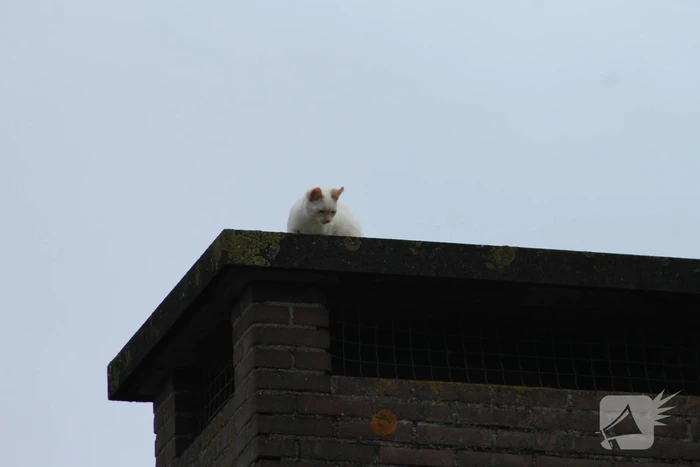Kat vast op schoorsteen
