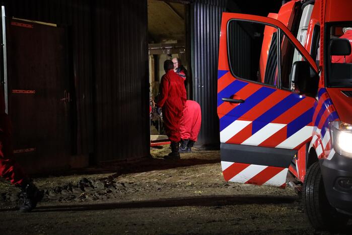 Koe zit vast tussen vier giertegels