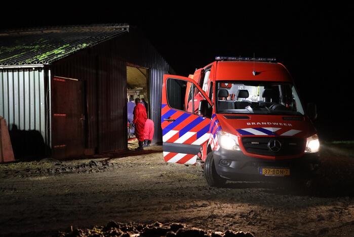 Koe zit vast tussen vier giertegels