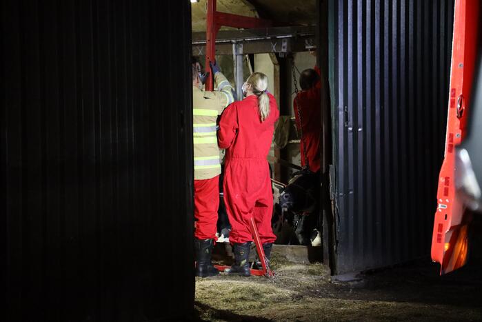 Koe zit vast tussen vier giertegels