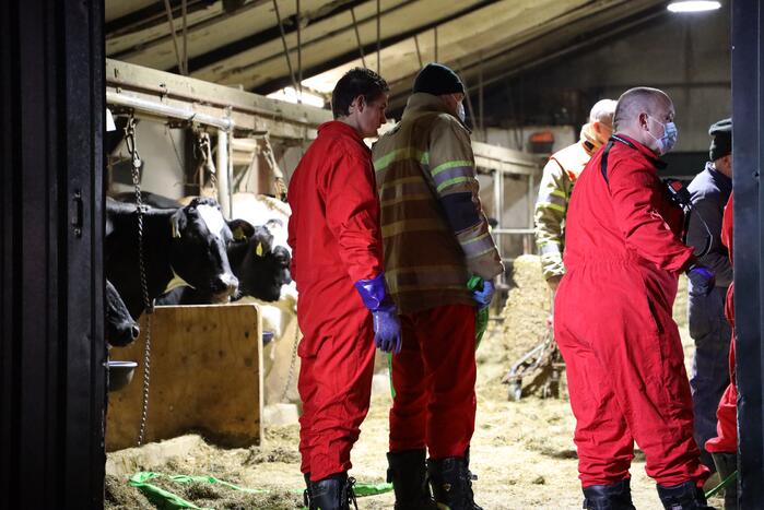 Koe zit vast tussen vier giertegels