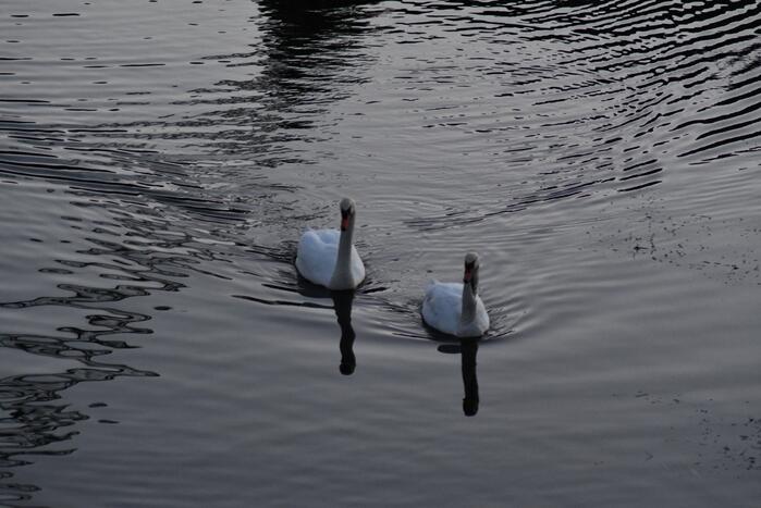 Gewonde zwaan vliegt weg na vangpoging