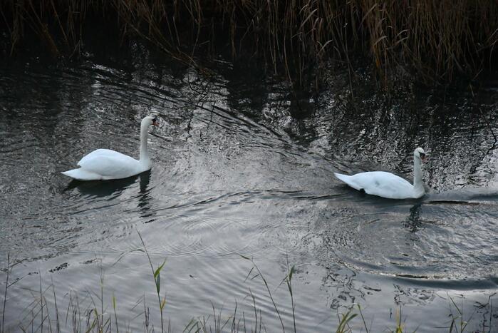 Gewonde zwaan vliegt weg na vangpoging