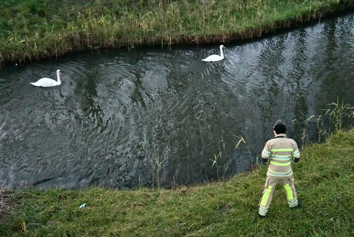 Gewonde zwaan vliegt weg na vangpoging